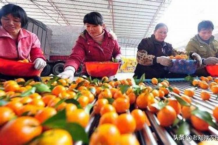 沙糖桔如何增红起沙