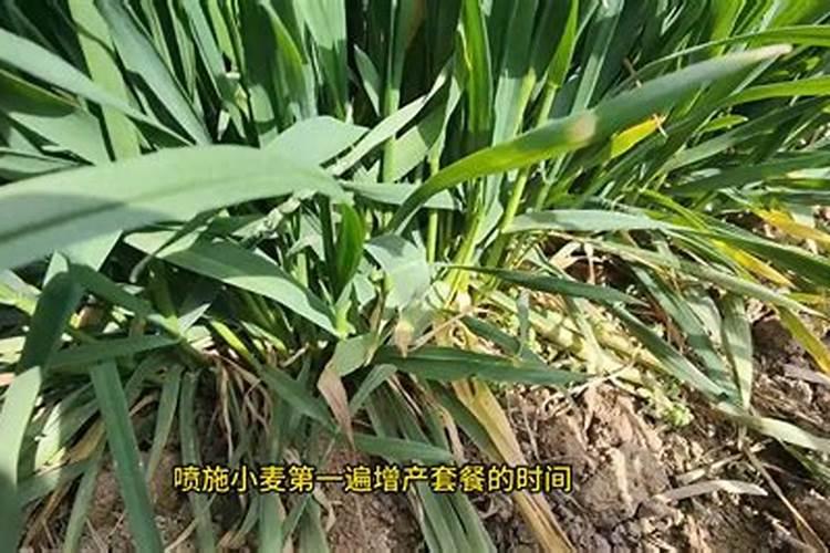 小麦打什么叶面肥增产