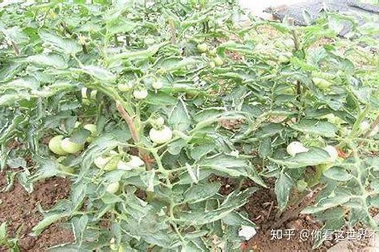 西红柿挂果后施什么肥西红柿挂果后怎么施肥