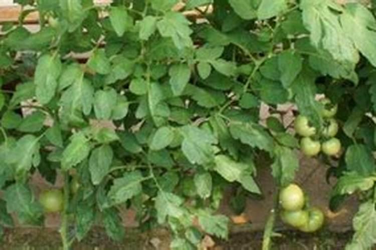 西红柿挂果后如何施肥？ 怎么施肥更合理