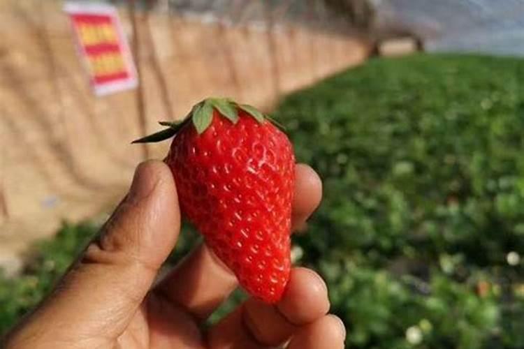 水溶性磷肥有哪些