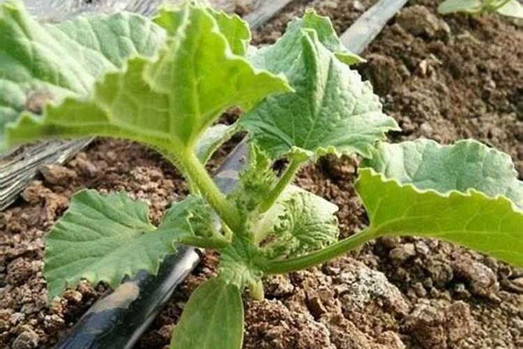 甜瓜肥害的诊断