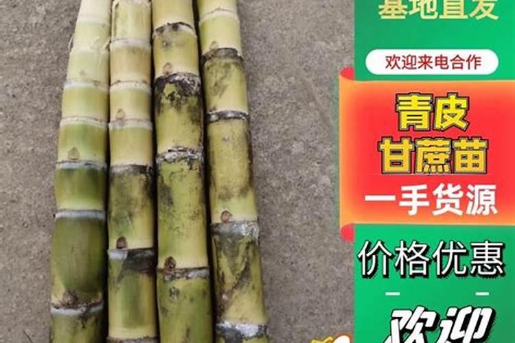 萝卜是什么植物？草本还是木本？