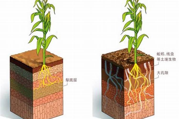 免耕法颁布的原因
