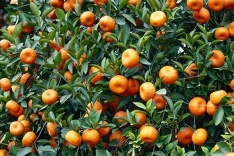 沙糖桔该几月份放钾肥