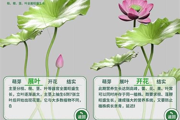 【俊辉】莲子种植的四季养护技术