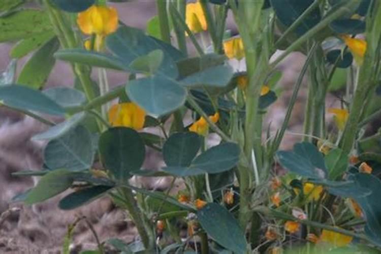 花生施硼肥的最佳时期