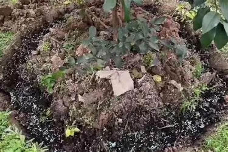 一年树脐橙施肥方案 施什么肥效果好