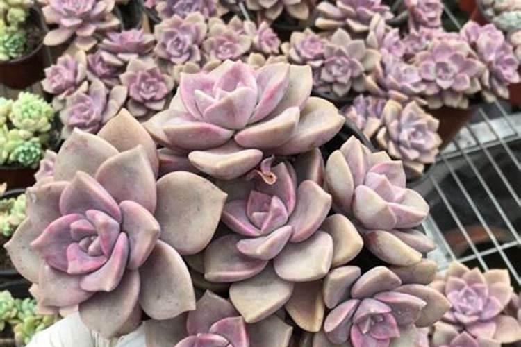 多肉紫乐怎么养爆盆