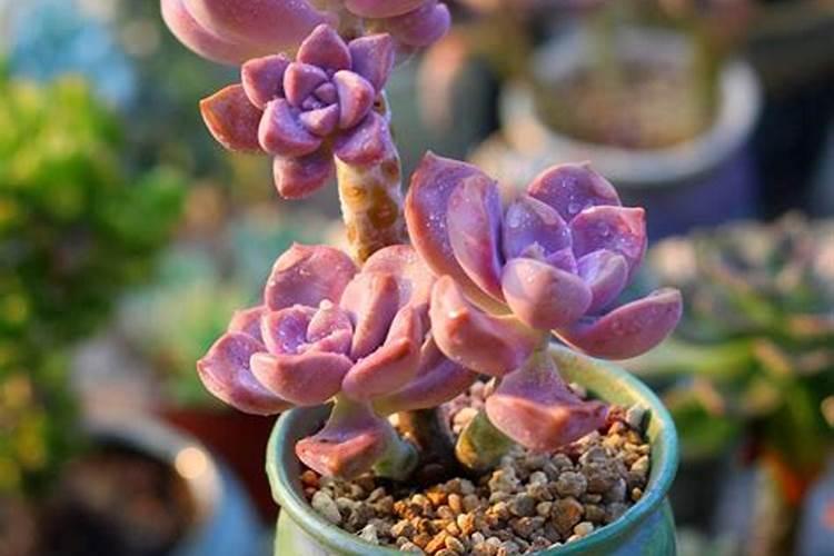 多肉紫乐怎么养爆盆