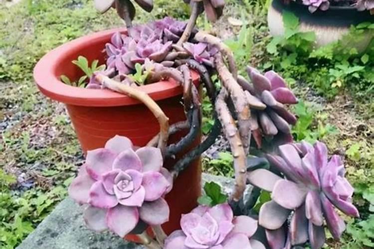 紫乐多肉怎么养 紫乐多肉要怎么养