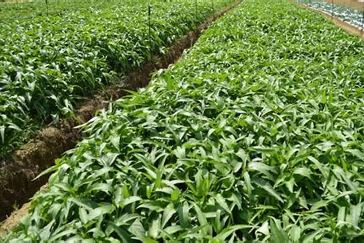 种菜施肥用什么水溶肥料好？