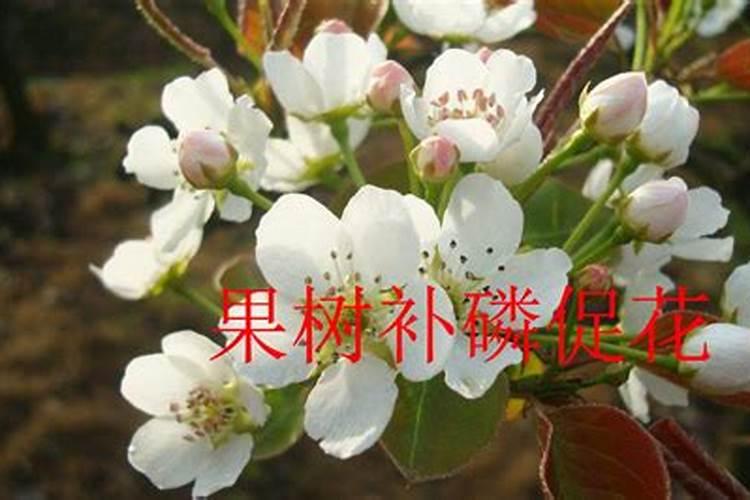 一棵果树施磷肥最简单三个步骤