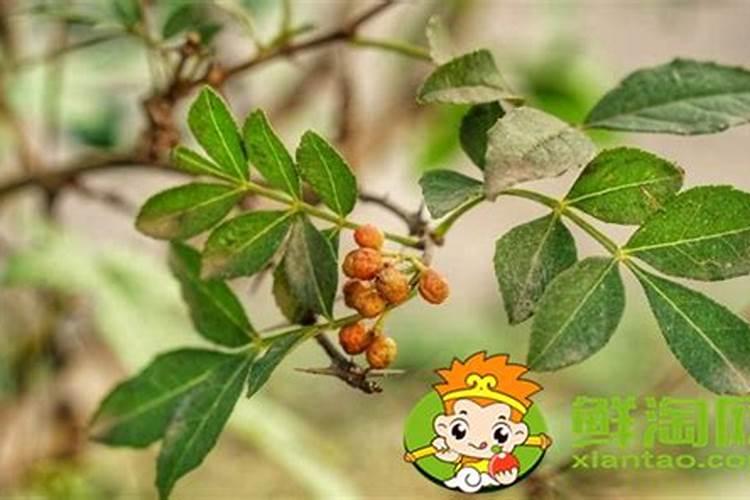 花椒如何施肥？用哪款花椒专用肥好？