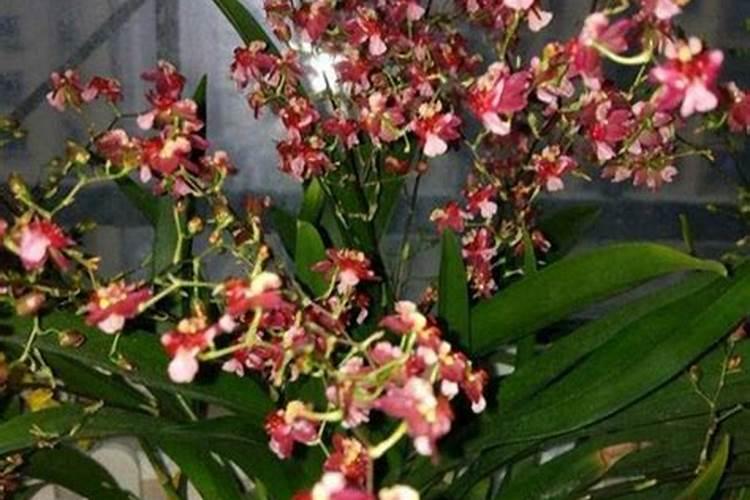 文心兰的冬季养殖方法和注意事项