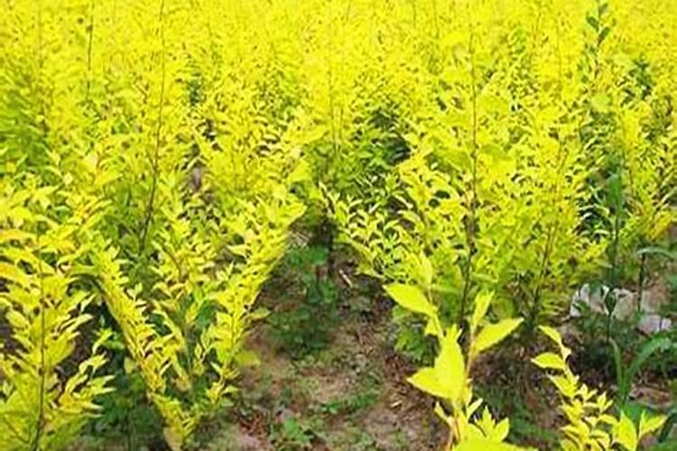 芸苔素内酯哪个牌子好？