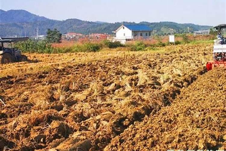 如何对农作物科学施用硼肥？