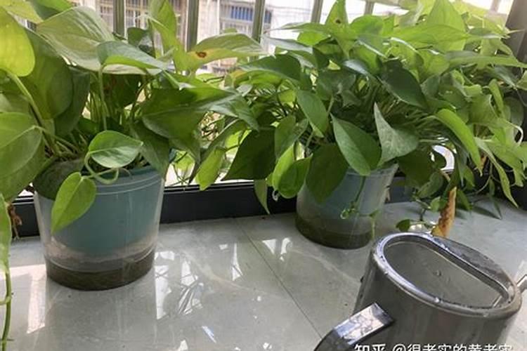 绿萝施肥方法,最好施加氮肥为主的肥料