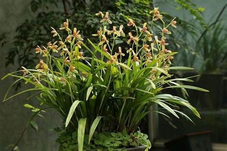 兰花如何施氮肥