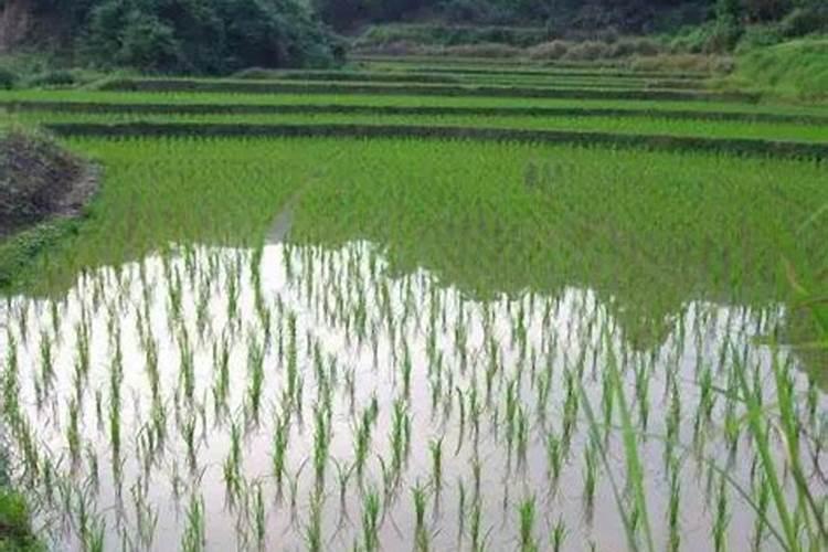 水稻怎样催芽更好？