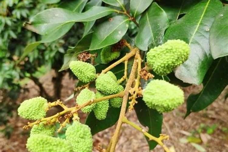 荔枝落果严重怎么补救 落果期用24D喷多少次