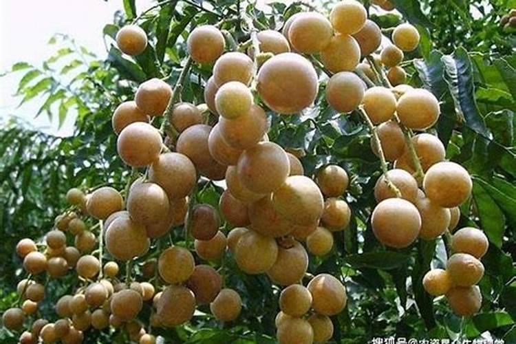 黄皮最好的肥料是什么？