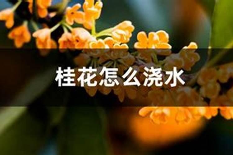 桂花树冬天怎样施肥？