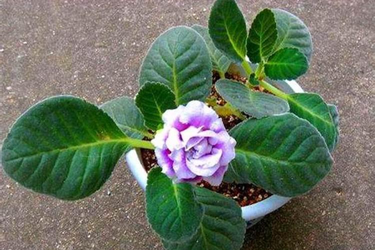 大岩桐养殖技术