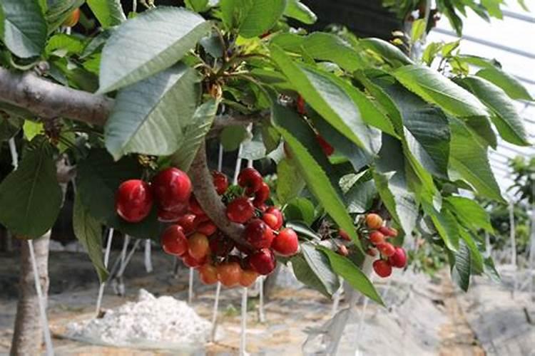 柑橘用什么水溶肥产量高？柑橘膨果用什么叶面肥效果好？