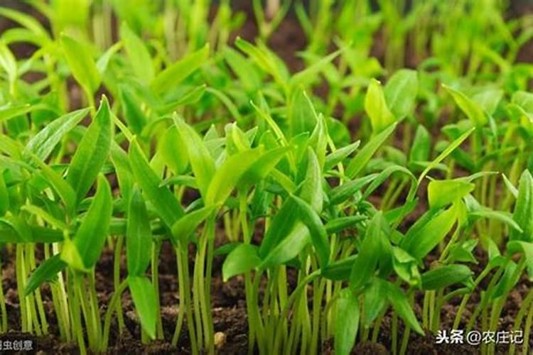 辣椒幼苗用什么肥长的快