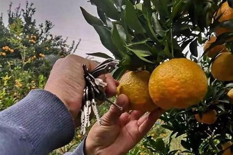 春季柑橘琳树发芽前可以喷施硼肥吗？