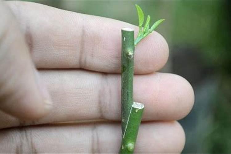 柑橘老树接活后多久打顶？