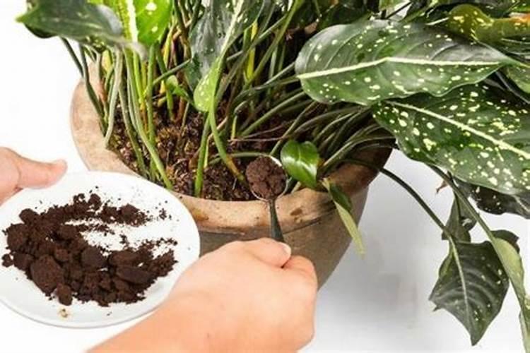 梨树的膨果期是什么时候 如何管理施肥