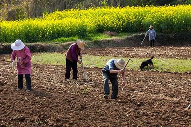 油菜上什么化肥最好