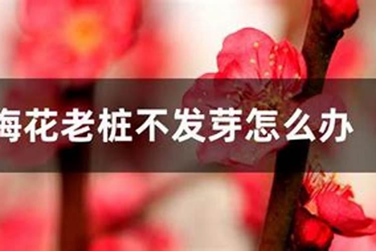 梅花施肥方法,用什么肥好