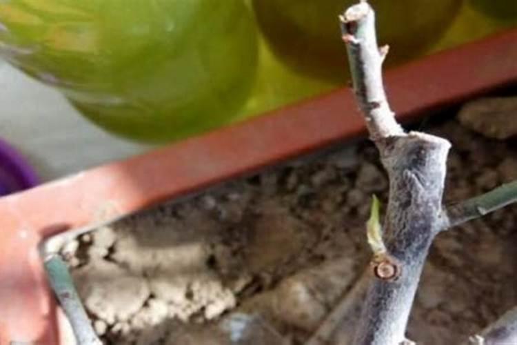 梅花施肥用哪种肥料,梅花施肥时间和方法