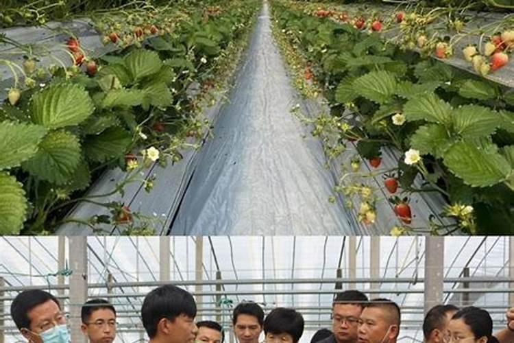 水溶肥菌肥哪个地区使用多