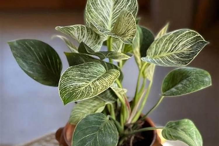 换盆后多久可以施肥