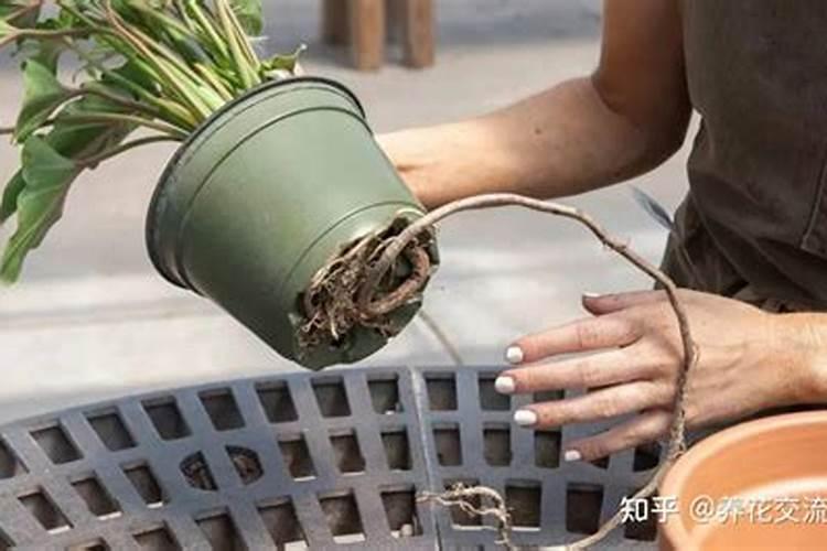 刚换盆的茶花可以施肥吗