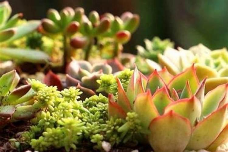 牡丹换盆后可以施肥吗,新上盆的牡丹怎么管理