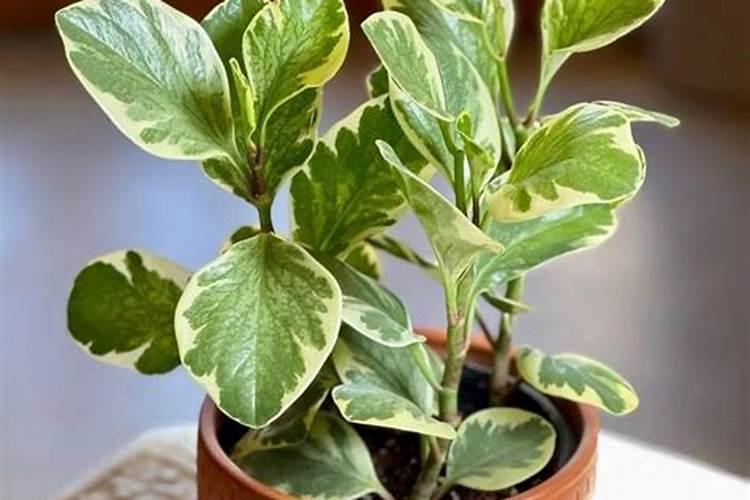 换了盆多久可以施肥