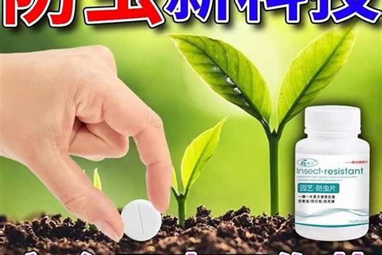 园艺防虫片好还是硼肥片好
