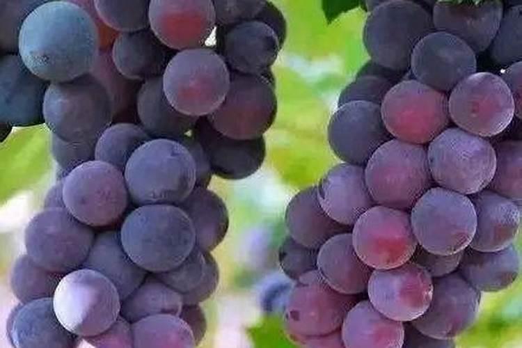 自制水溶肥配方比例