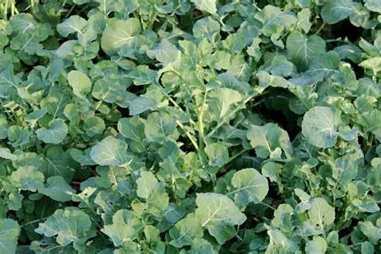 油菜施用硼肥的方法有哪些