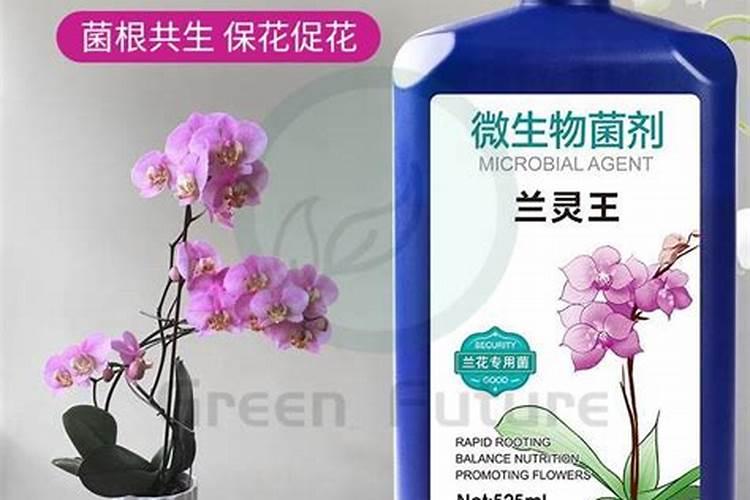 兰花施肥用什么肥料最合适