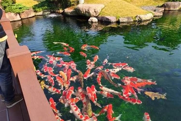 池塘水变绿咋处理