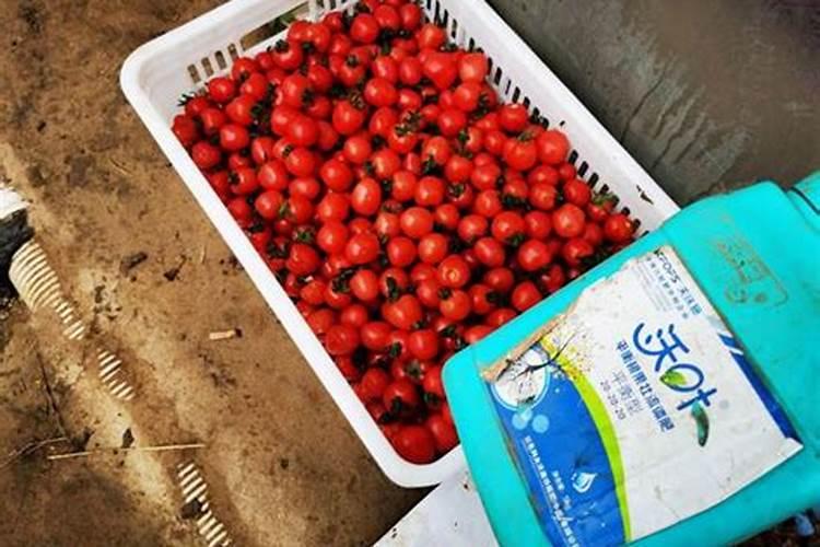 蔬菜水溶肥怎么用？需要注意哪些问题？