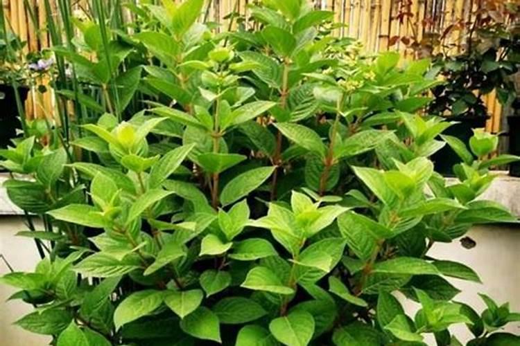 复合肥可以做花肥吗