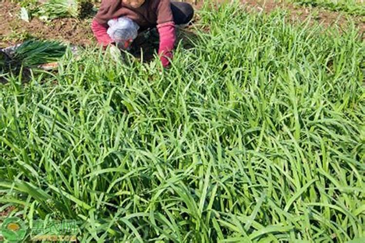 怎样掌握柿子树的施肥时期？