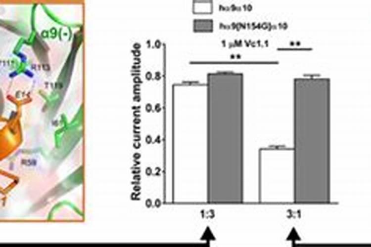 漯效王可以水培吗